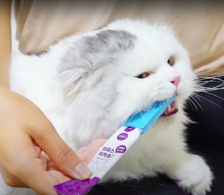 貓咪潔牙,護齒刷,幫貓刷牙