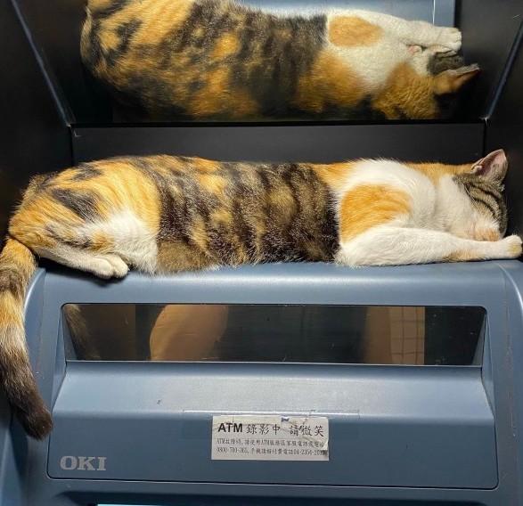 三花,atm,提款機大盜