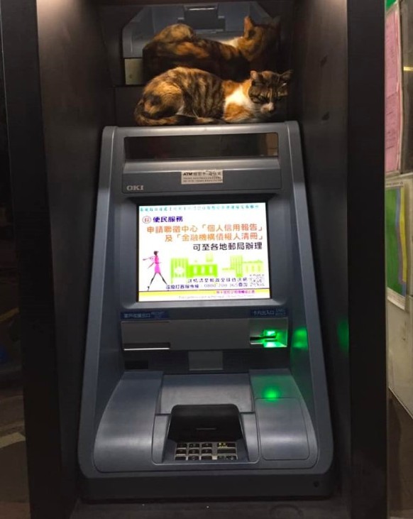 三花,atm,提款機大盜