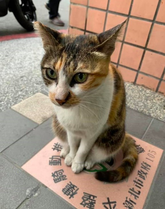 三花,atm,提款機大盜