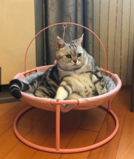 寵物涼床,寵物涼椅