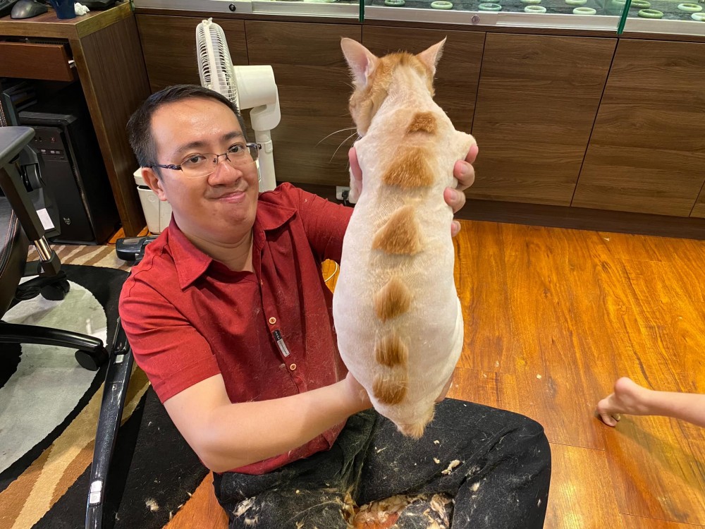 劍龍,換毛季,幫貓剃毛,橘貓