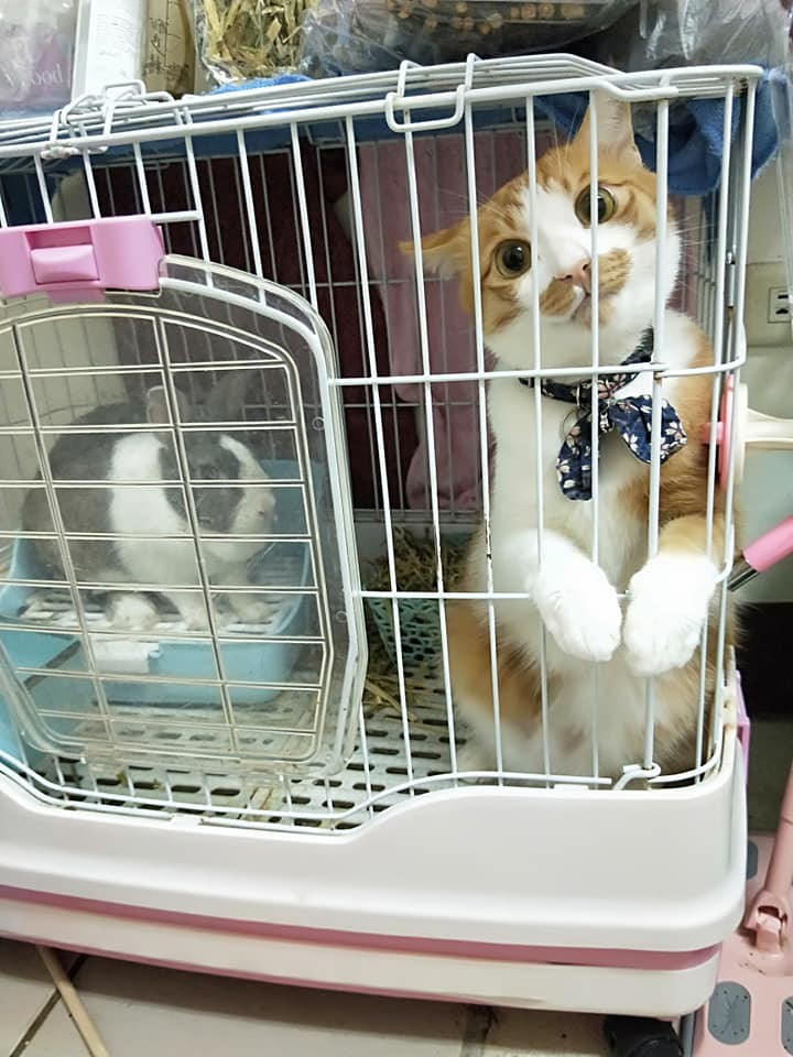 網友葉彥希提供