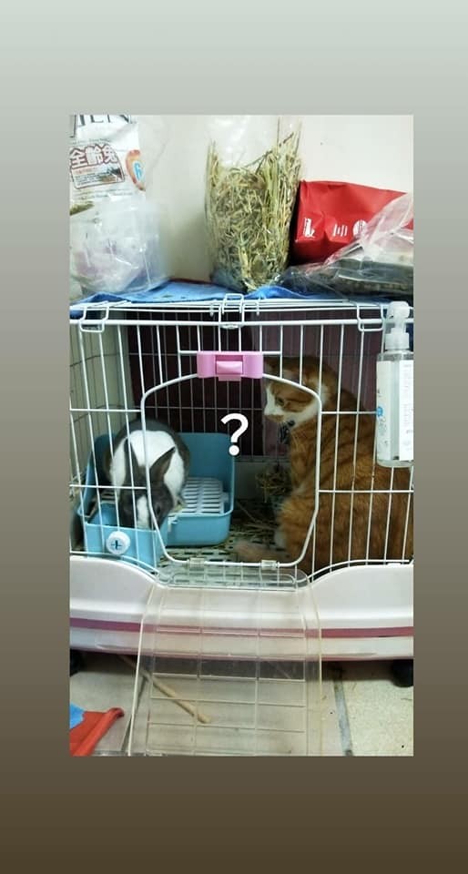 網友葉彥希提供