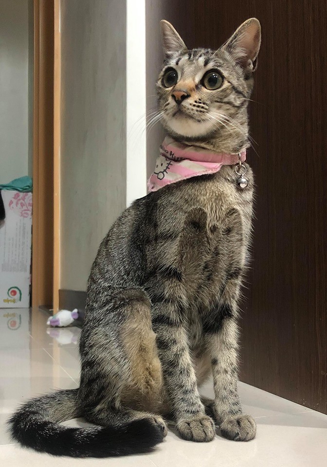 貓咪,厚道星球,蜜蜂