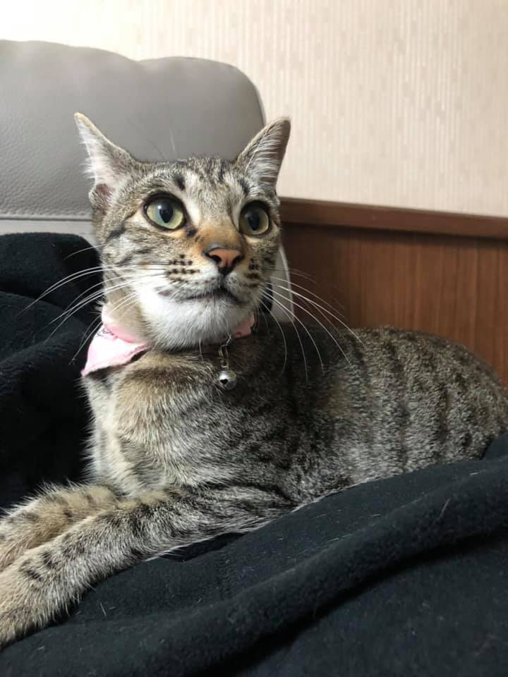 貓咪,厚道星球,蜜蜂