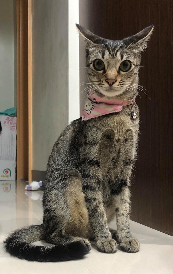 貓咪,厚道星球,蜜蜂