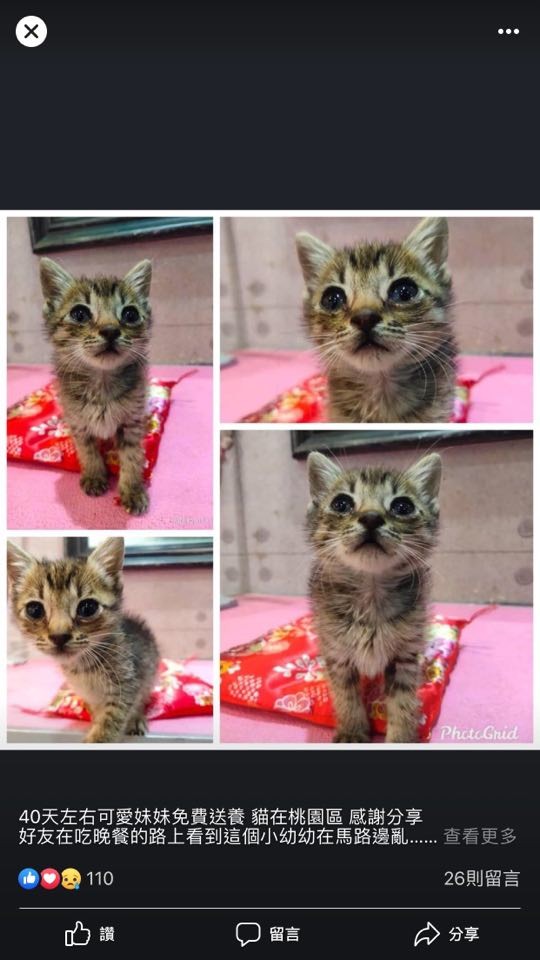 貓咪,厚道星球,蜜蜂