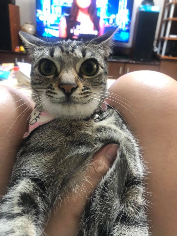 貓咪,厚道星球,蜜蜂