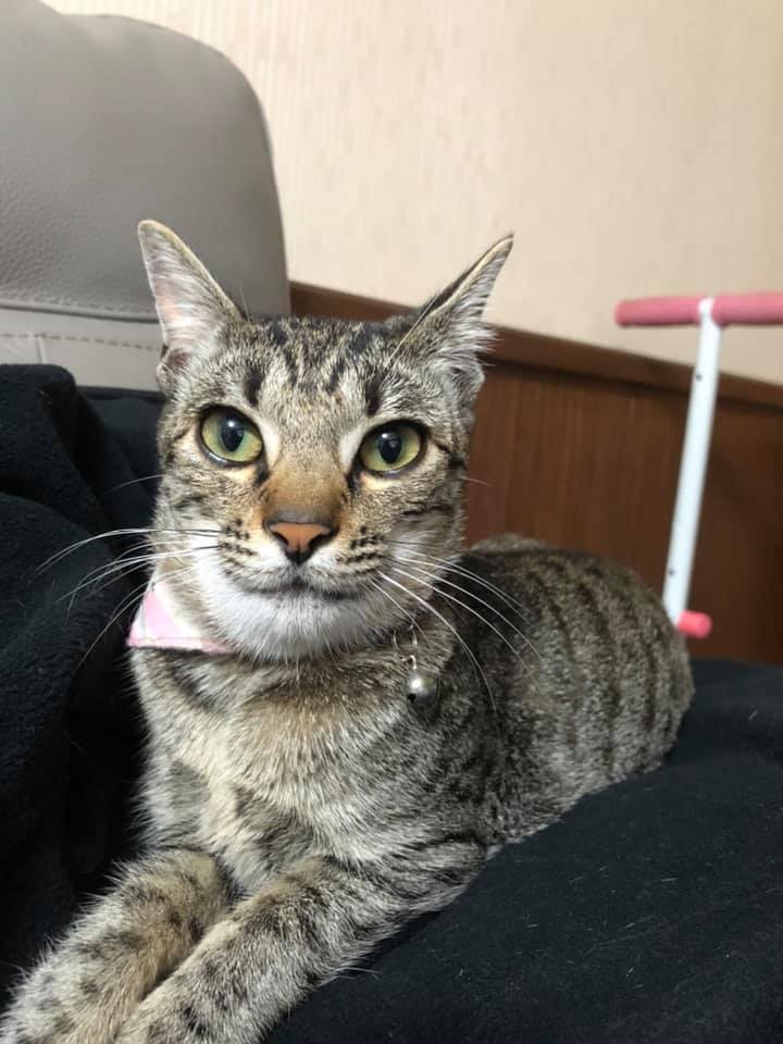 貓咪,厚道星球,蜜蜂