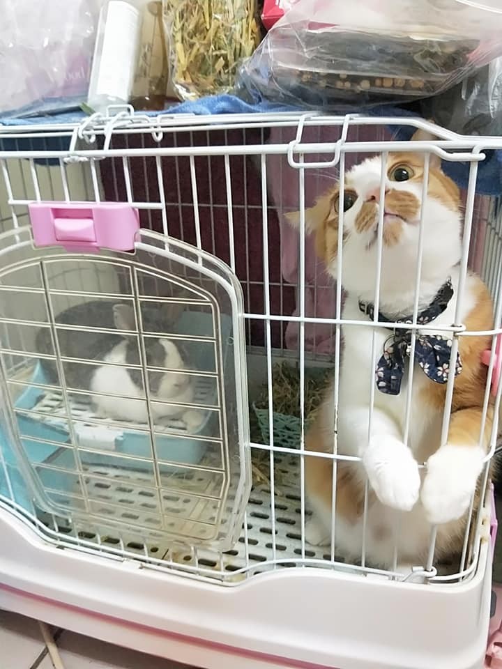 網友葉彥希提供