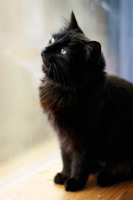 貓咪結紮,結紮好處,貓是否結紮