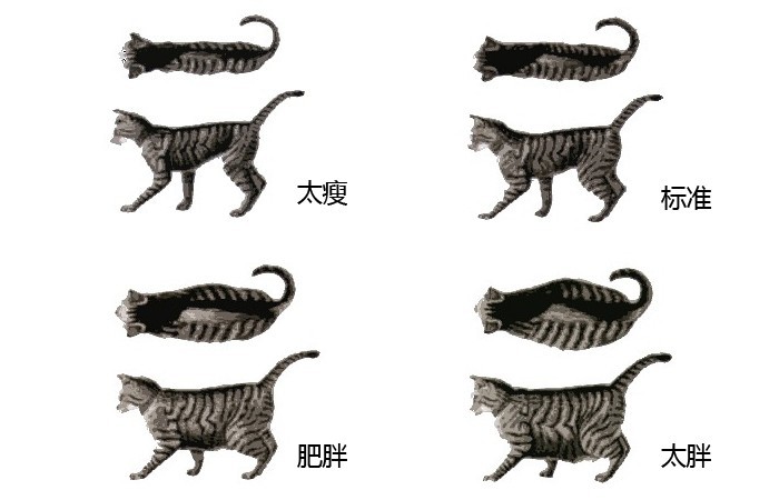 肥胖檢測,貓咪,貓咪健康