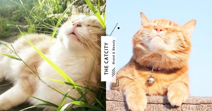 【防貓中暑】家住「頂樓、西曬房」很悶熱怎辦？ 4 種幫貓散熱方法教給你！