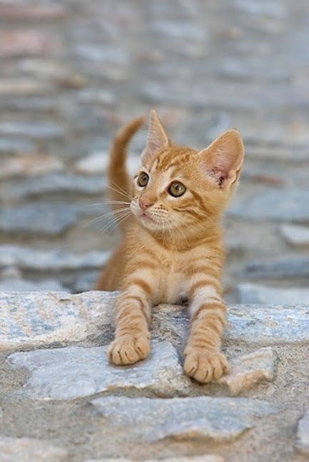 貓咪不友善,誤解