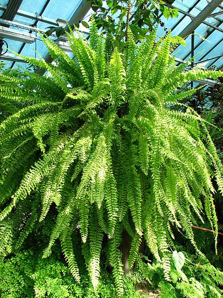 養貓居家,養貓植物,家居植物