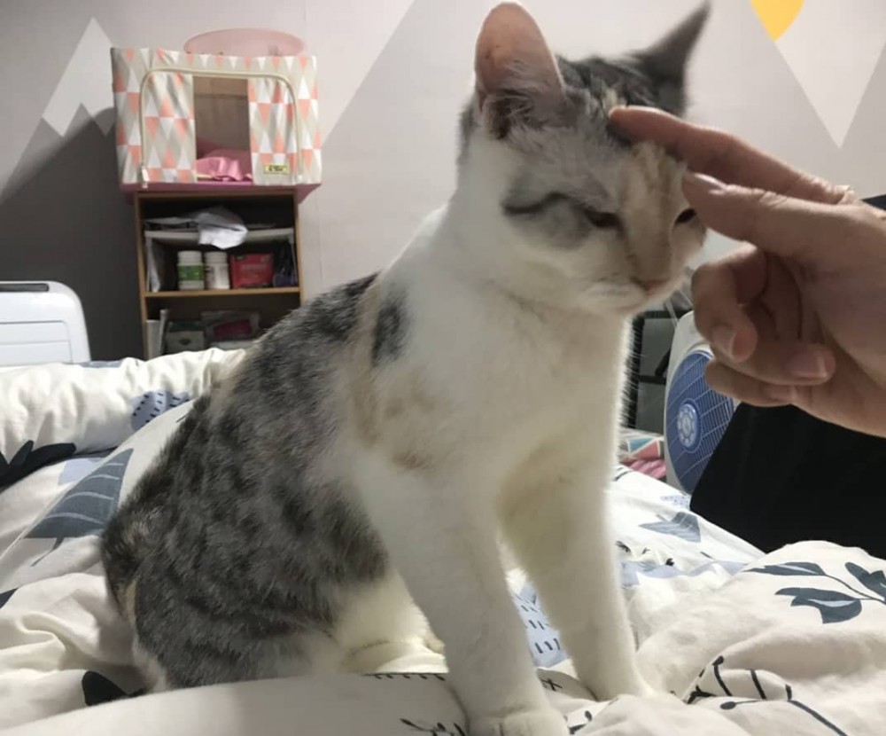 貓咪幫我擦眼淚