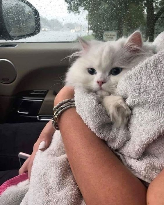 貓咪結紮,結紮後注意事項,貓咪醫療