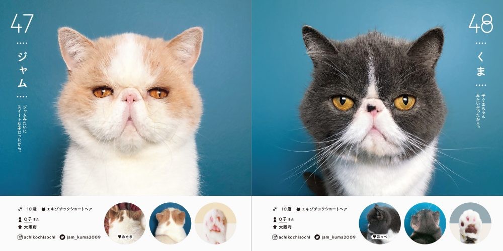 日本,網紅貓,萌貓,100隻貓咪圖鑑.