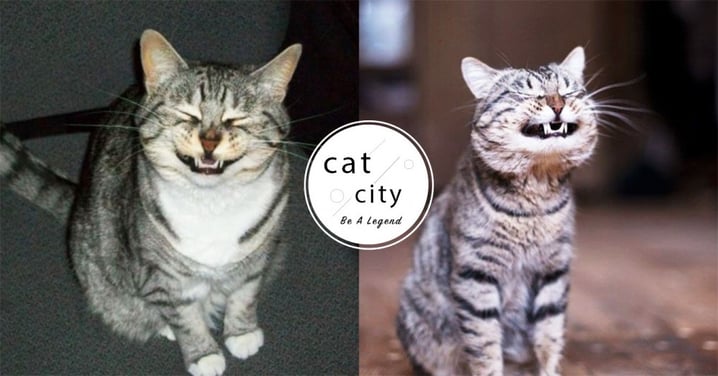 【貓咪冷知識】貓對「噴嚏聲」獨特反應！嘶嘶叫到底是為啥？3 種原因大解析！