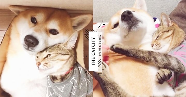 超萌組合！日本「柴柴與貓」放閃日常，貓霸氣抱狗睡　奴才抱怨：「還不准我摸狗！」