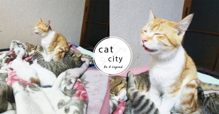 這樣也行？！日本橘貓「瞇眼張嘴」站著睡，獵奇睡姿網笑翻：在打坐？