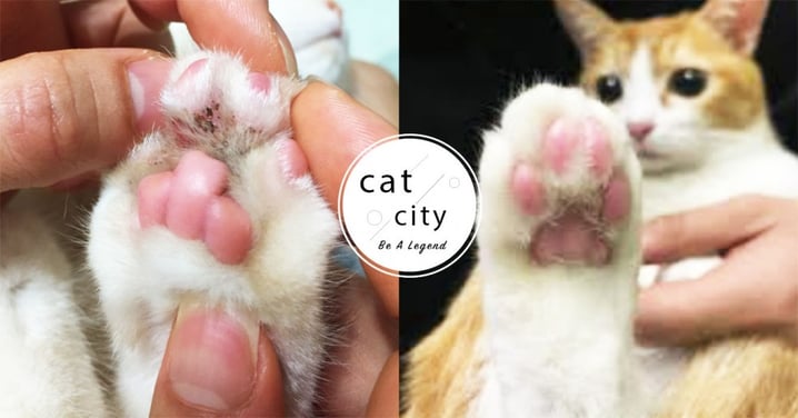 【貓咪黴菌】貓也會有香港腳？「肉球結痂、皮屑」一文知 5 種罹病徵兆！