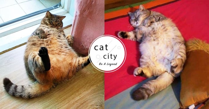 【貓咪肥胖程度】圖表檢視「肚腩警戒線」，4 種方法教你判斷貓咪是否過胖