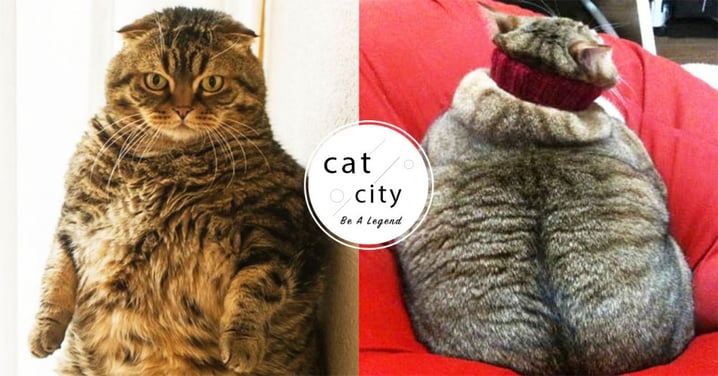 【過胖會有什麼病】貓咪太胖很危險！4 種「胖貓易罹患疾病」貓奴必知！