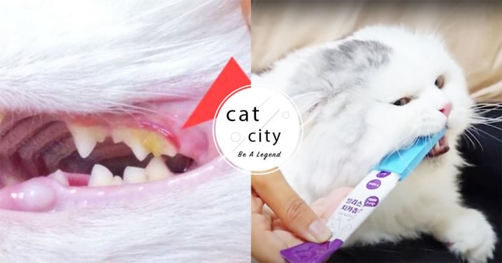 【貓潔牙神器】幫貓刷牙像打仗？「貓咪咀嚼刷」竟讓貓愛上刷牙，網友尋問度爆表！