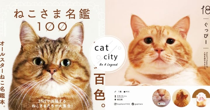 貓奴暴動！日本出版社推出「100隻貓咪圖鑑」，史上最可愛網紅貓都在這啦！