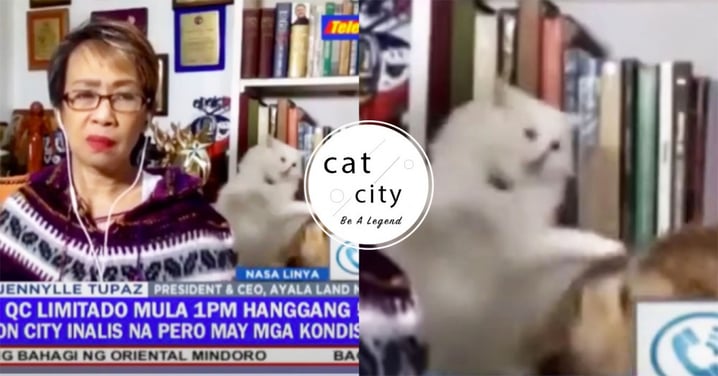 直播新聞竟變貓咪大戰？！菲律賓女記者「偷瞄裝鎮定」繼續播報，網友笑爆瘋傳！
