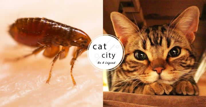 【抗蚤大作戰】點藥還有跳蚤？貓奴推薦「矽藻土清潔、除蚤藥」5 種有效除蚤方法！