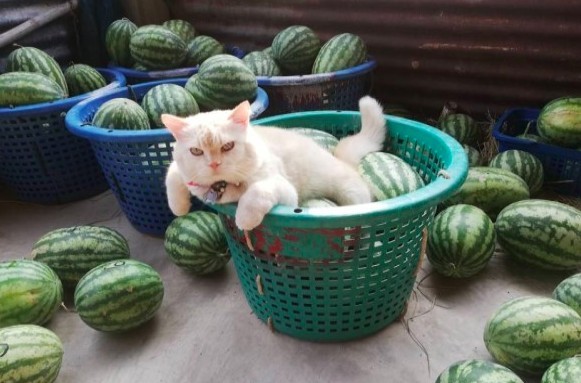 泰國,西瓜攤老闆,爆紅貓咪