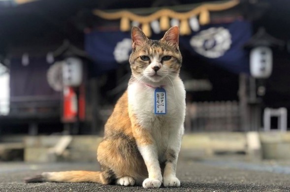 日本三條神社,小不點,三花貓