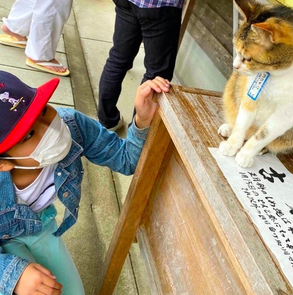 日本三條神社,小不點,三花貓