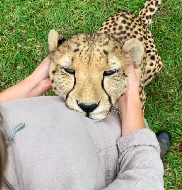 Wild Cat Conservation Centre