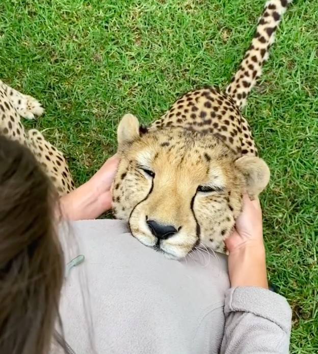 Wild Cat Conservation Centre