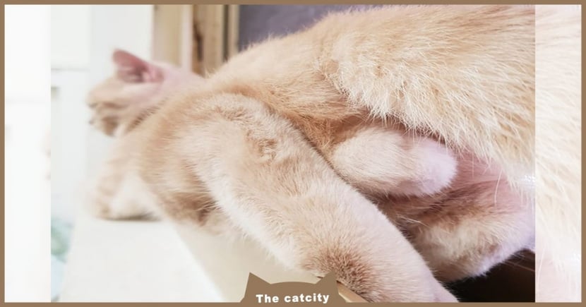 奴才放送萌喵 撩人蛋 爆紅 笑歪粉絲 這是特大花生粉圓 Catcity 貓奴日常