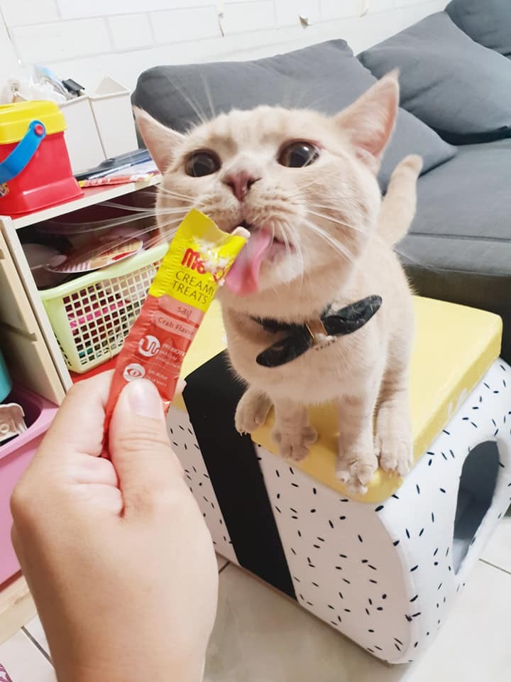 貓咪,小鈴鐺,邪惡視角