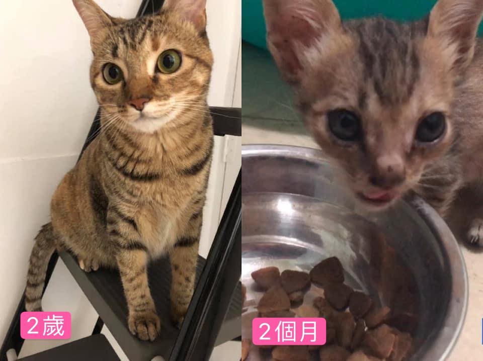 ikea床,貓咪,浪貓,胖貓