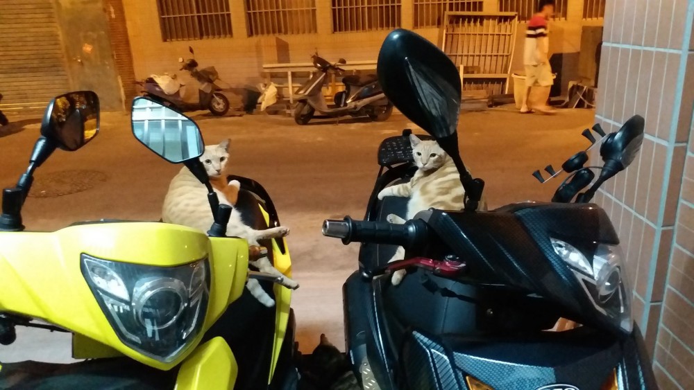 網友羅憲良提供