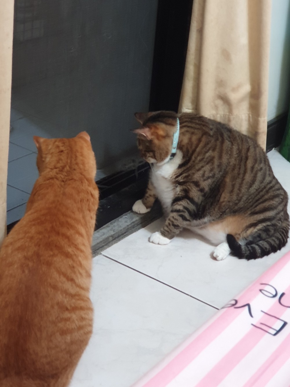 FB 黃小小是麻糬