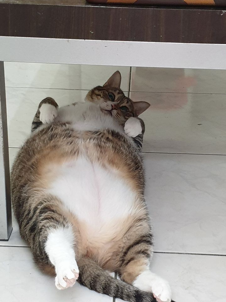 FB 黃小小是麻糬