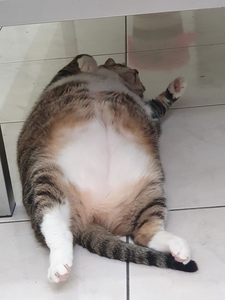 FB 黃小小是麻糬