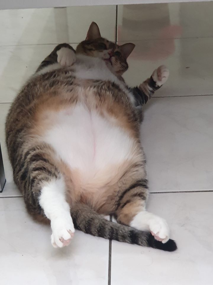 FB 黃小小是麻糬