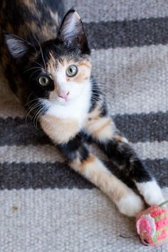 Pinterest