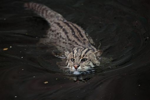 大貓,貓科動物