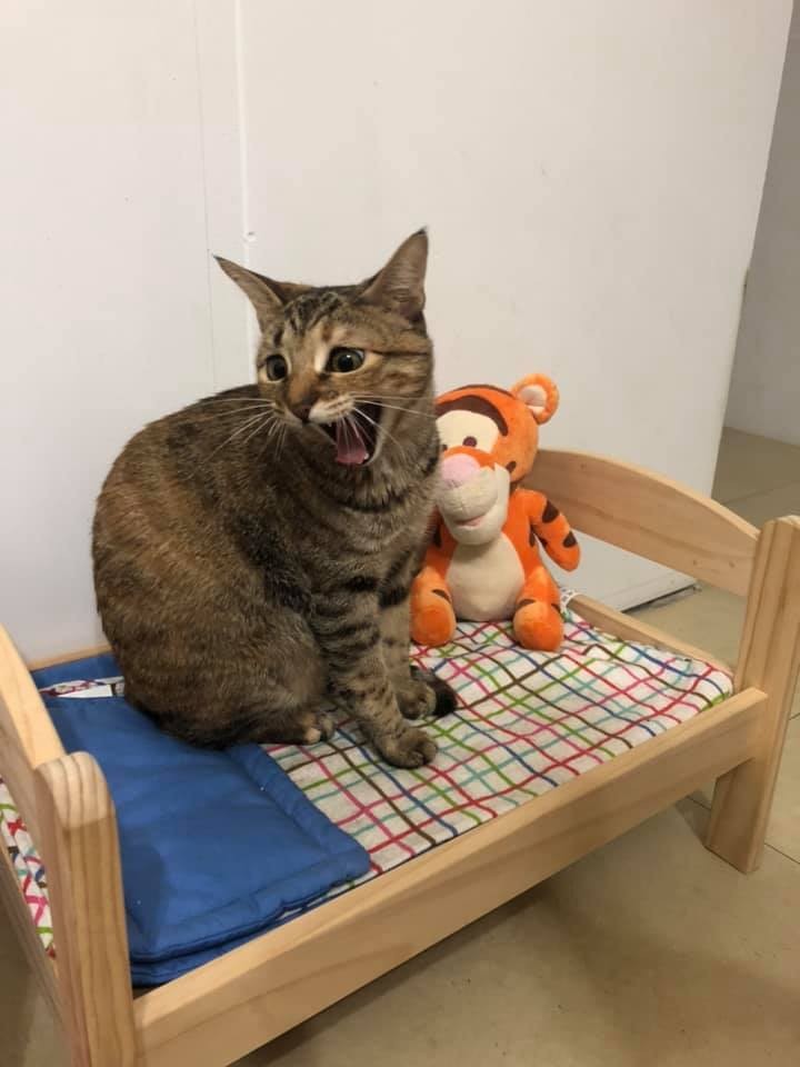 ikea床,貓咪,浪貓,胖貓