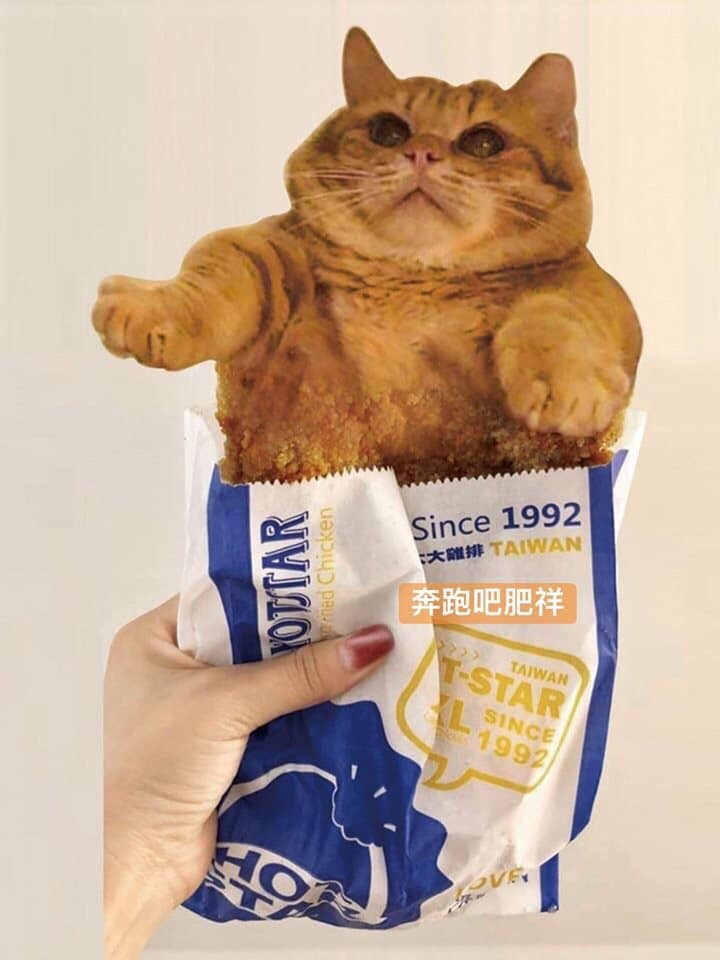 橘貓,貓咪